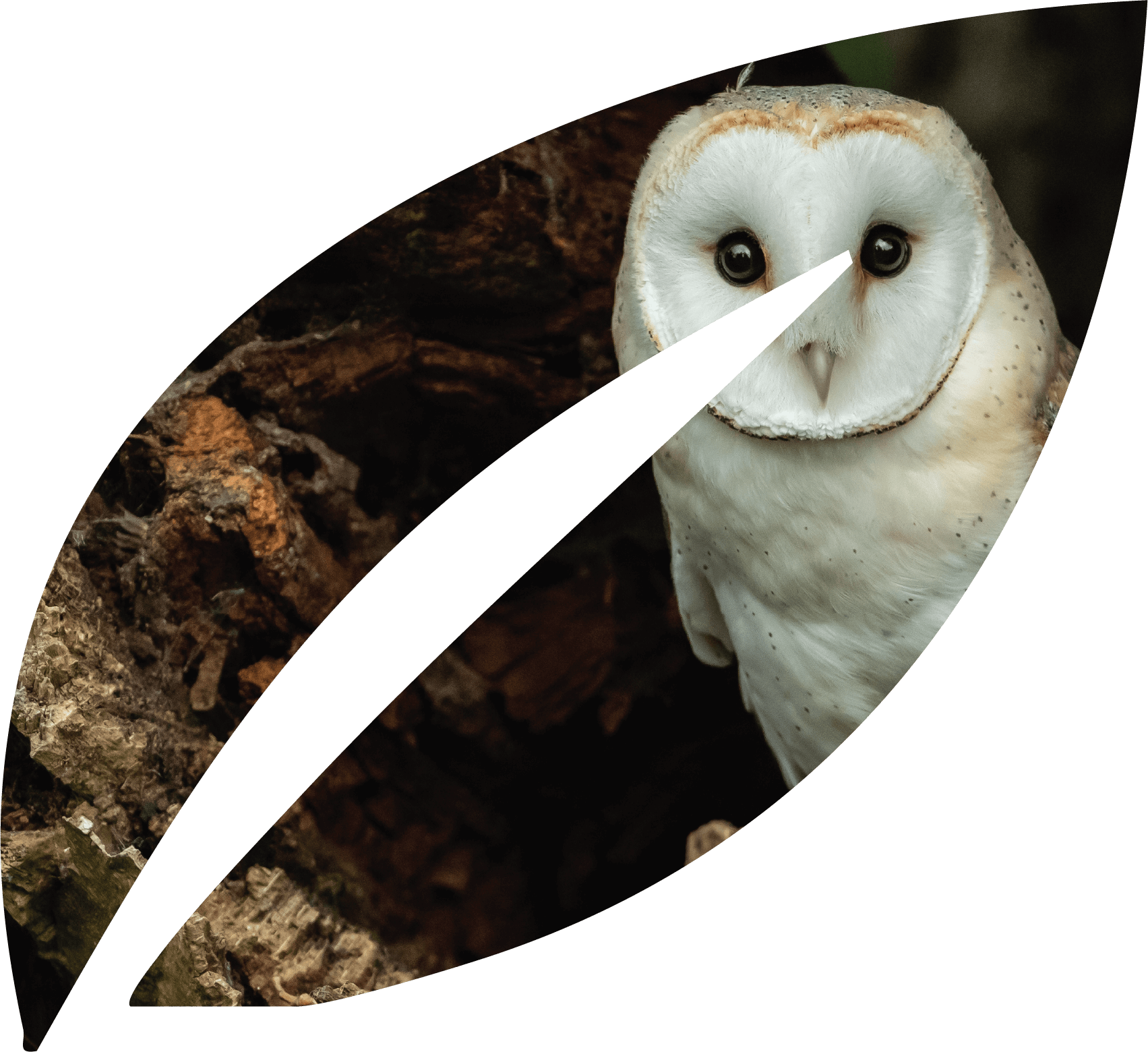 Close-up of a white barn owl with dark eyes, looking directly at the camera, with a background of tree bark.