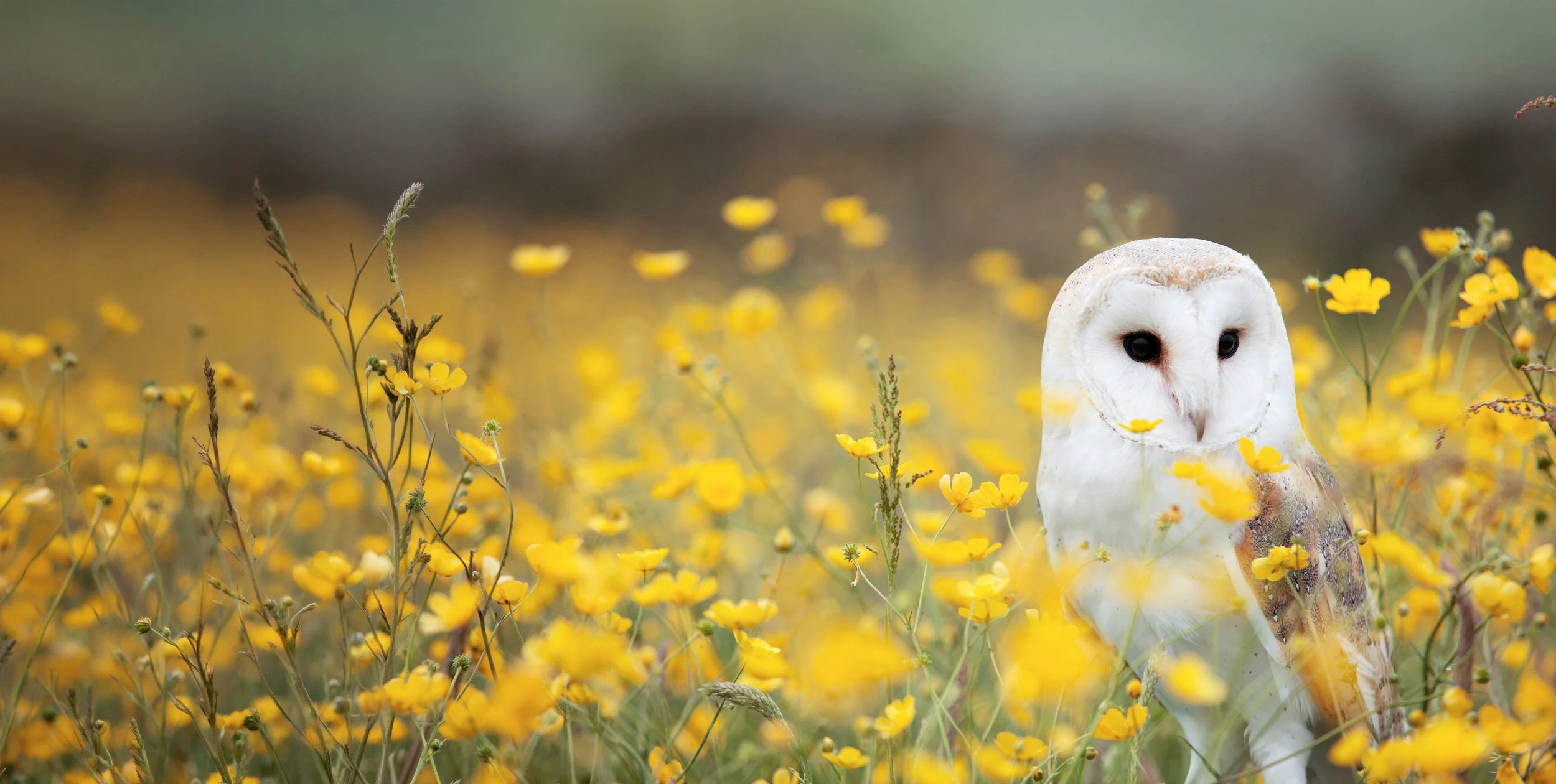 A white barn owl sitting among yellow wildflowers in a field.