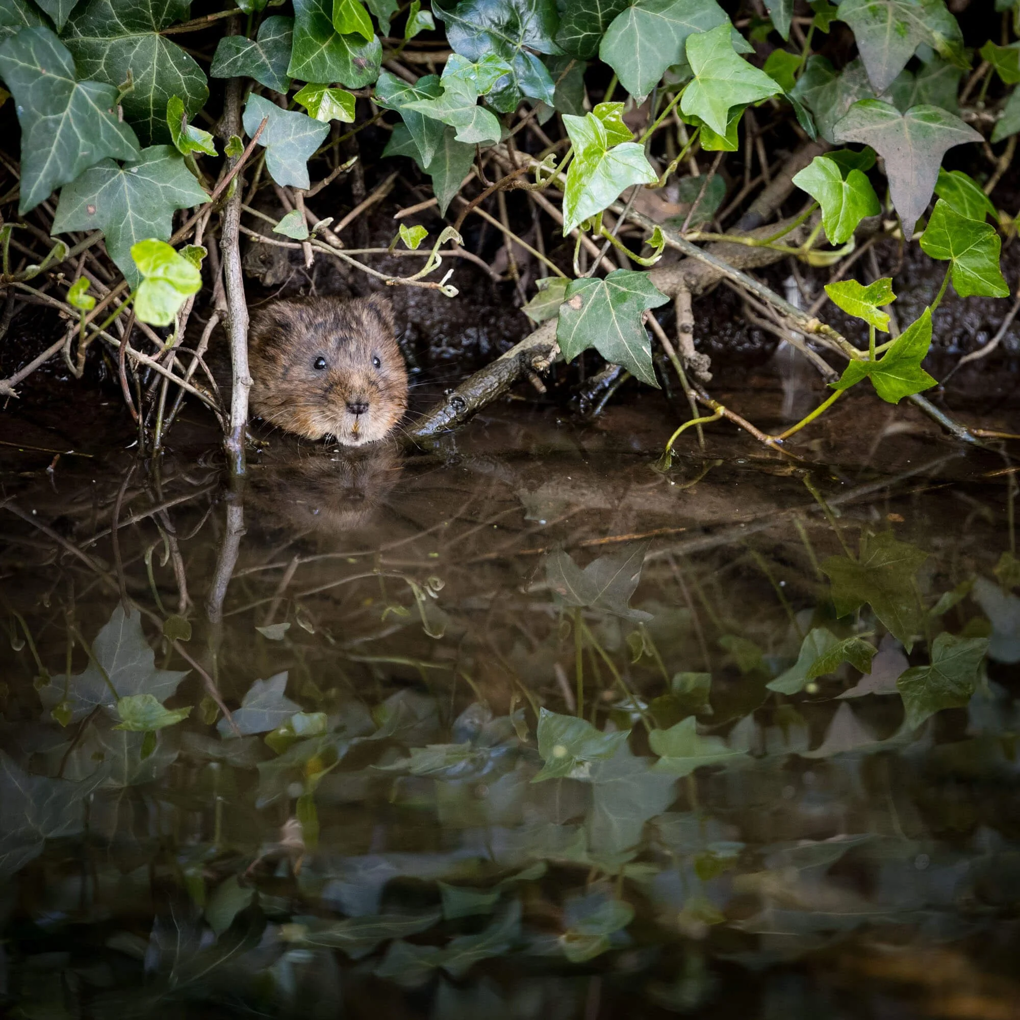 A small rodent peeks out from under green ivy leaves near a water's edge, surrounded by mud and reflections.