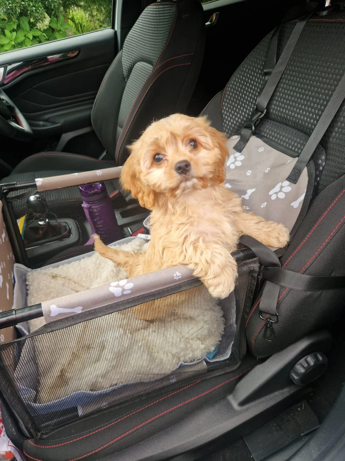 Ein kleiner Welpe mit lockigem, goldenem Fell sitzt in einer Fahrrad-K retrievalbox im Auto, während eine zweite Hündin in der Box schläft. Das Auto hat schwarze Sitze mit roten Nähten und die Umgebung ist grün.