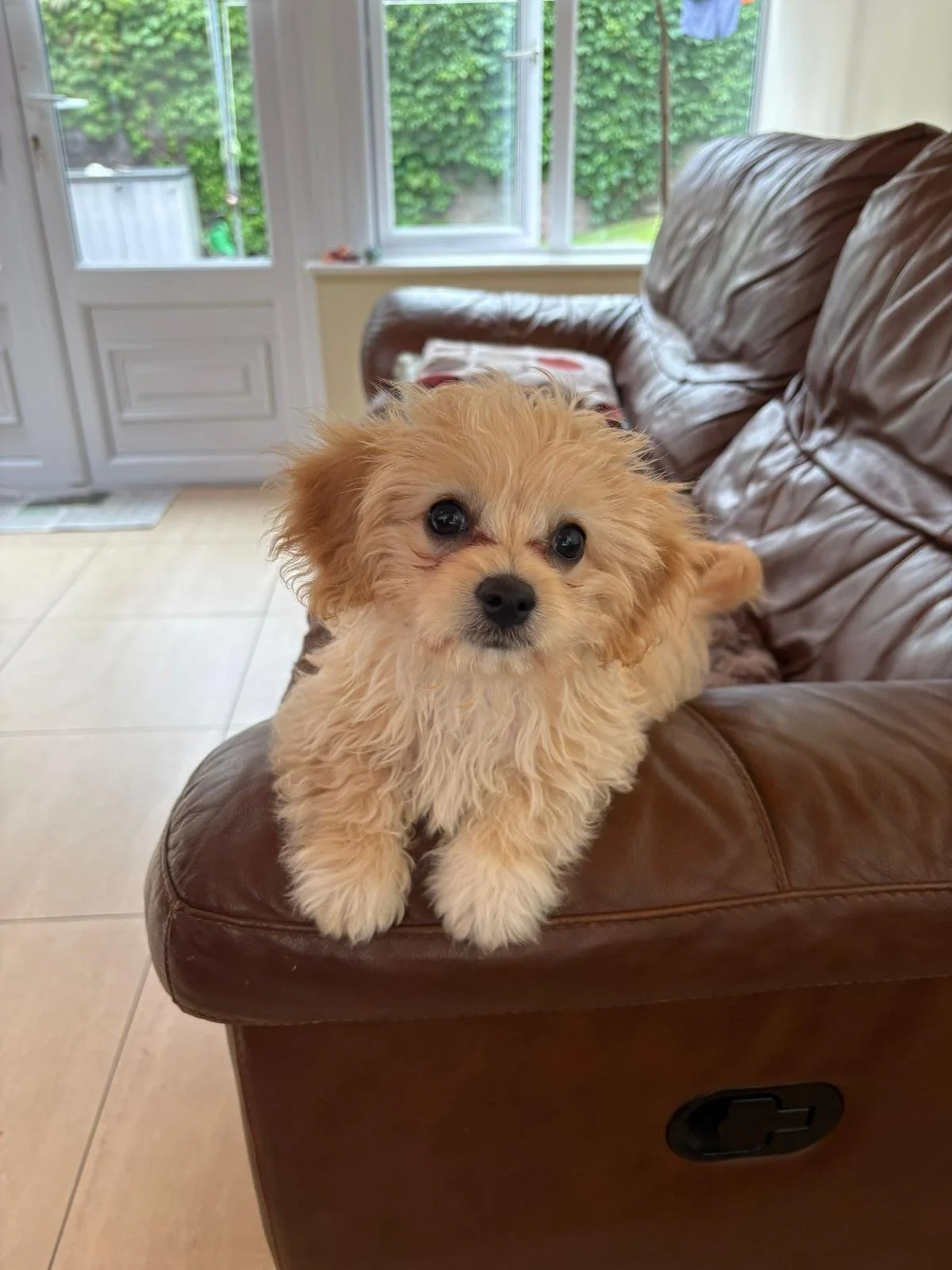 Ein niedlicher, kleiner Hund mit lockigem, cremefarbenem Fell liegt auf einer braunen Ledercouch in einem Wohnzimmer mit großen Fenstern und grünen Bäumen im Hintergrund.