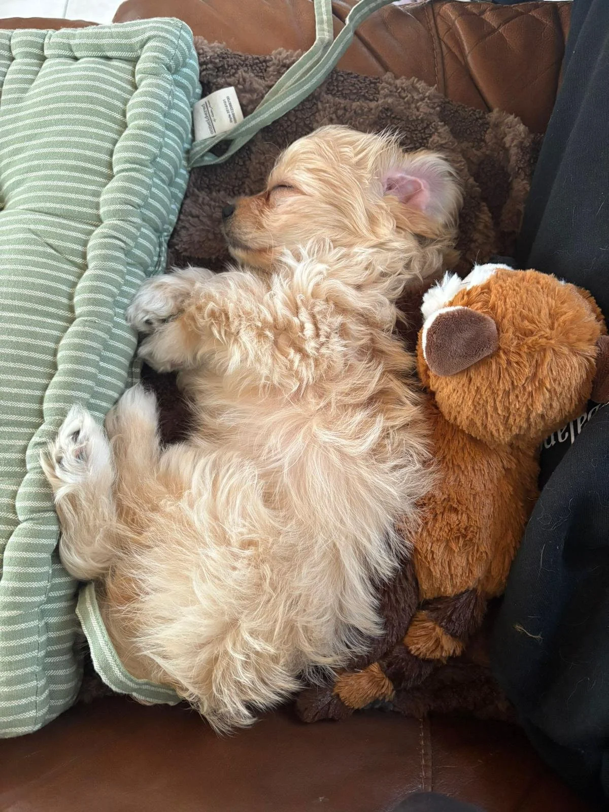 Ein niedliches, cremefarbenes Welpenkind schläft auf einem braunen Kuschelkissen neben einem braunen Plüschhund und einem grünen Kissen.