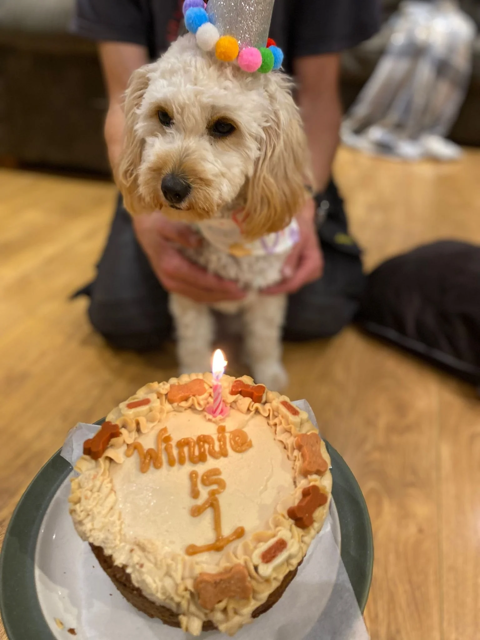 Hundegeburtstag mit einem Hund, der einen Partyhut trägt, und einer Geburtstagskuchen mit Kerze und der Aufschrift 'Mini 1'.