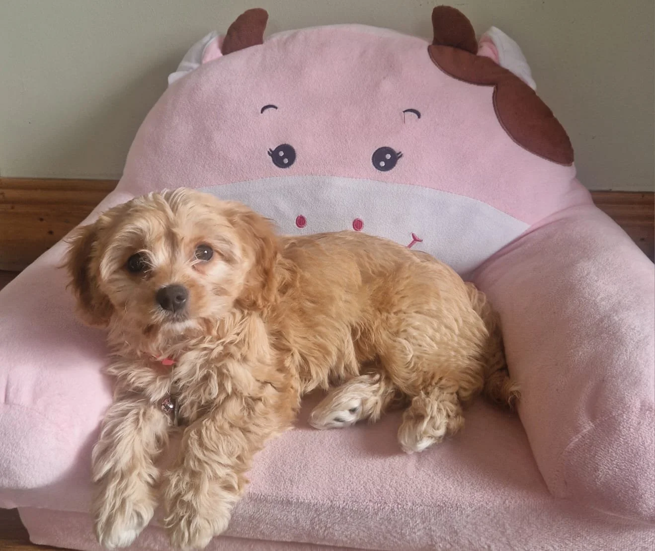 Ein brauner Hund liegt auf einem pinken, cartoonartig gestalteten Sitzsack, der wie ein Schwein mit großen Augen und Schnauze aussieht.