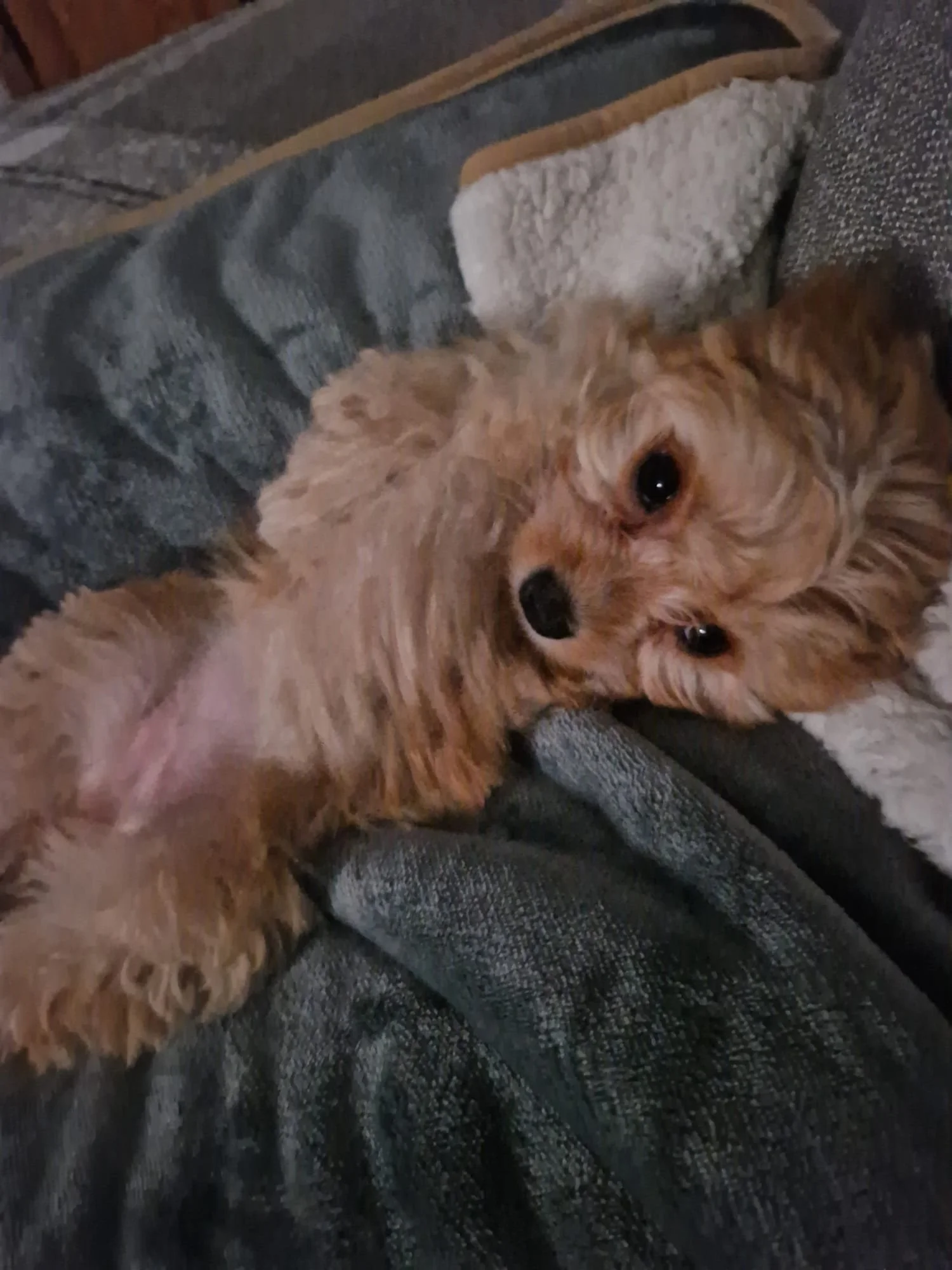 Ein kleiner, brauner Hund liegt auf seinem Rücken auf einer Decke, schaut zum Betrachter, mit großen, dunklen Augen und wuscheligem Fell.