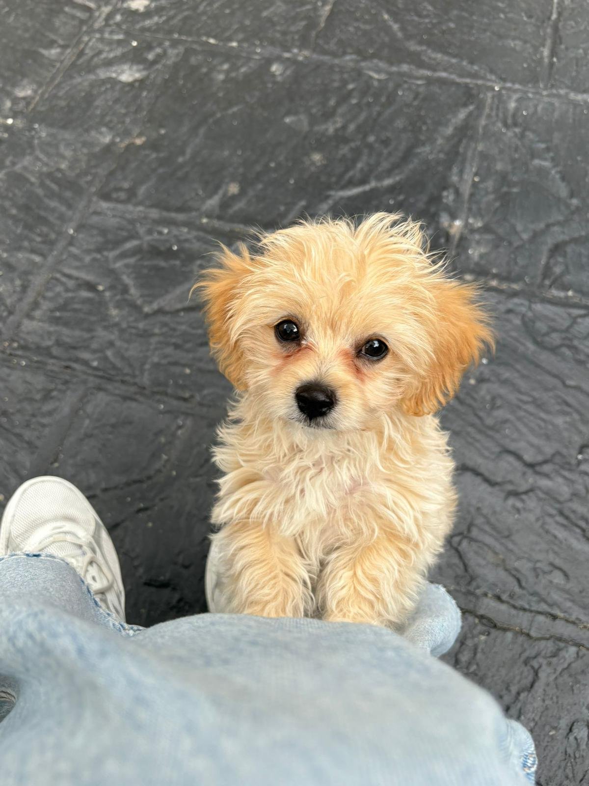 Niedlicher kleiner Hund mit lockigem, hellbraunem Fell schaut nach oben, während er an einem Menschen mit Jeans und Turnschuhen vorbeischaut, auf einem dunklen Gehweg.