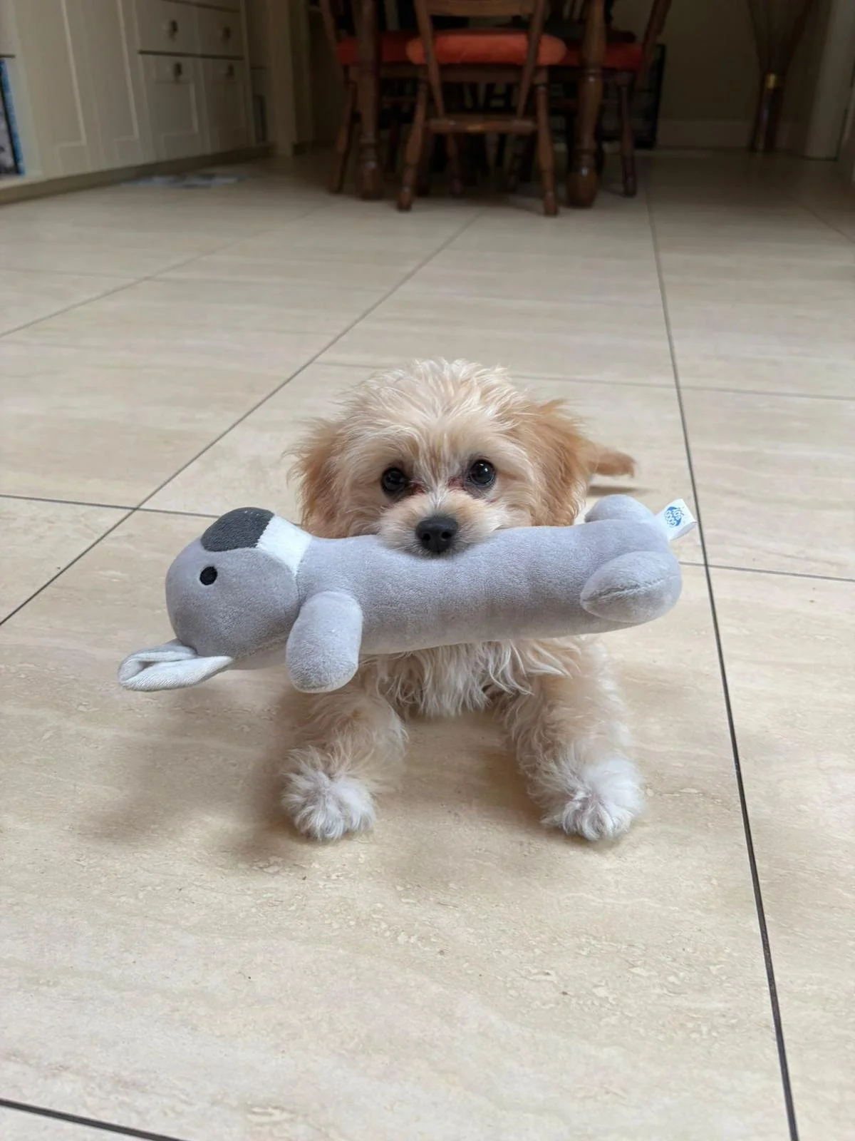 Kleiner Hund mit weichem Stoffspielzeug im Kiefer auf Fliesenboden in einem Haus.
