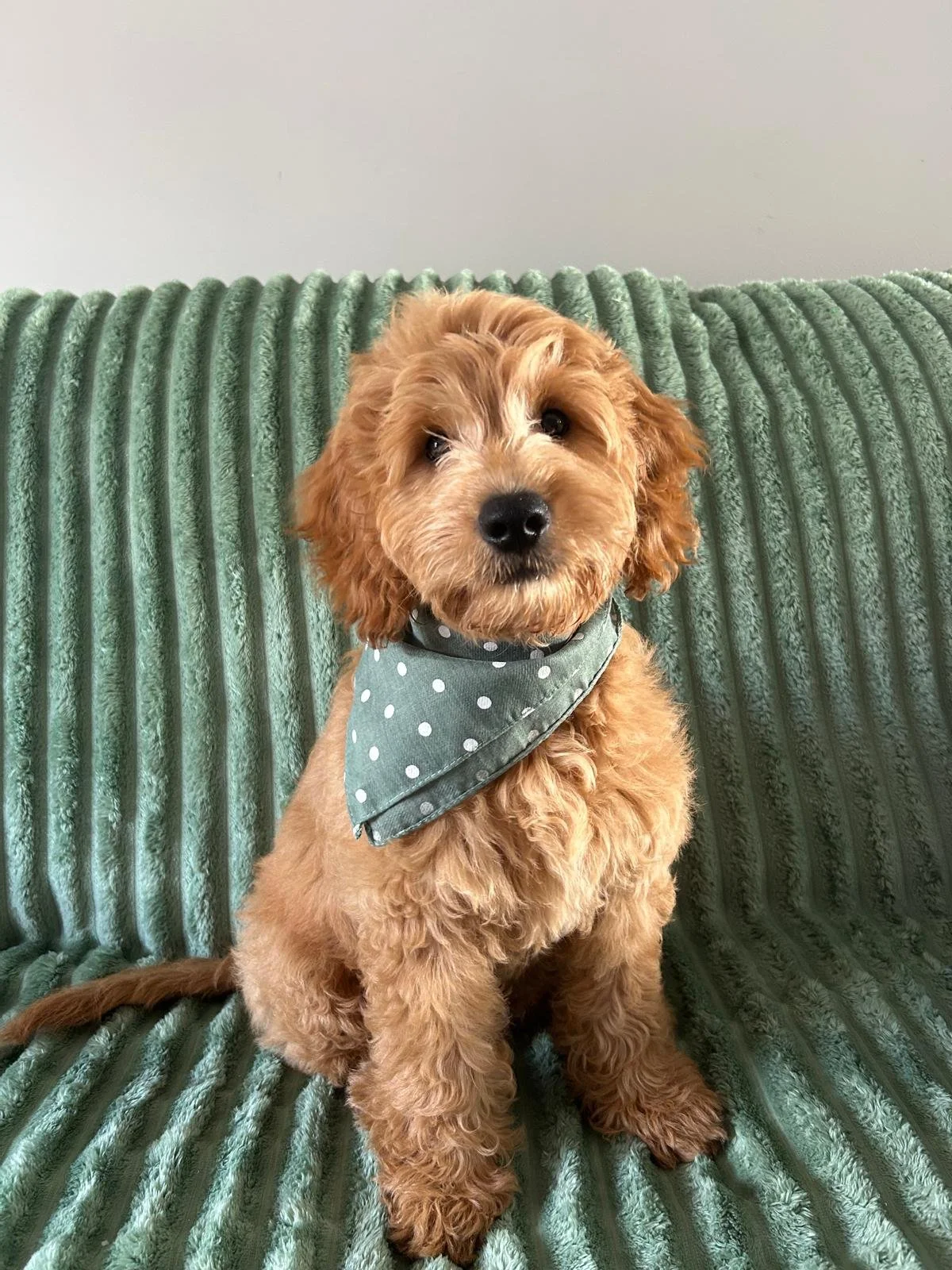 Mini Goldendoodle