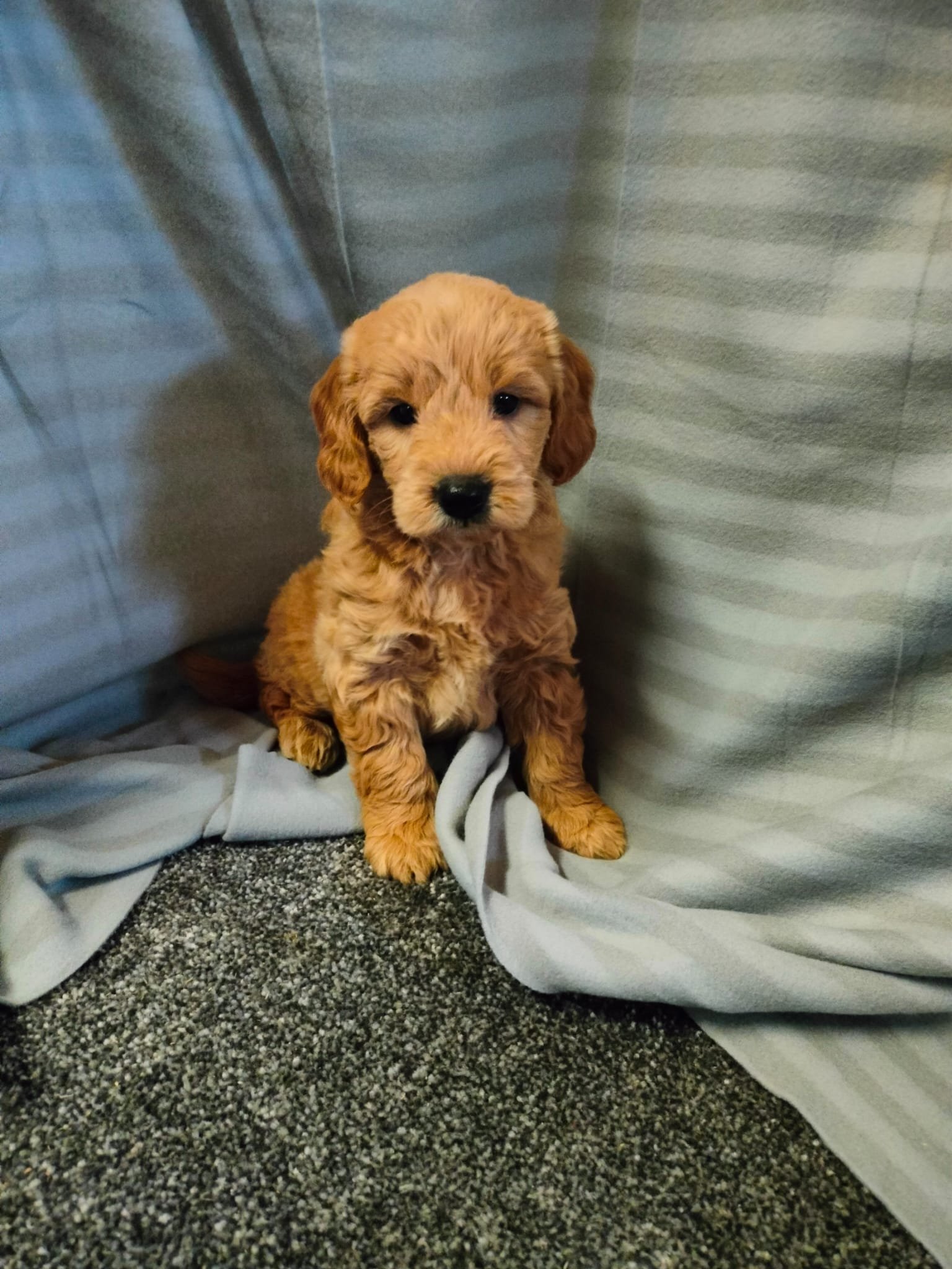 Ein süßer, brauner Welpe sitzt auf einem grauen Teppichboden und ist von grauen Vorhängen umgeben.