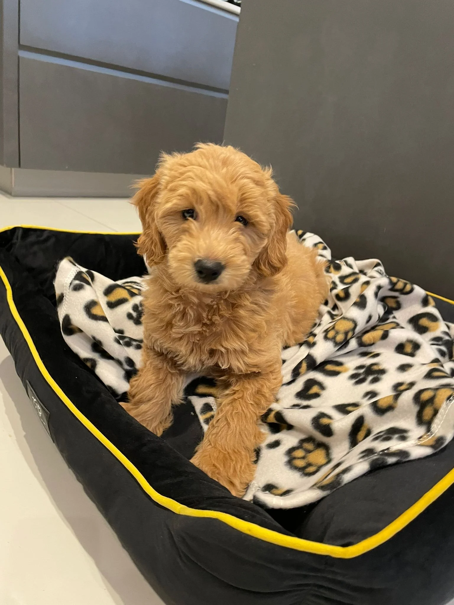 Ein süßer, brauner Welpe auf einem Leopard-Print-Kissen in einer Hundebett
