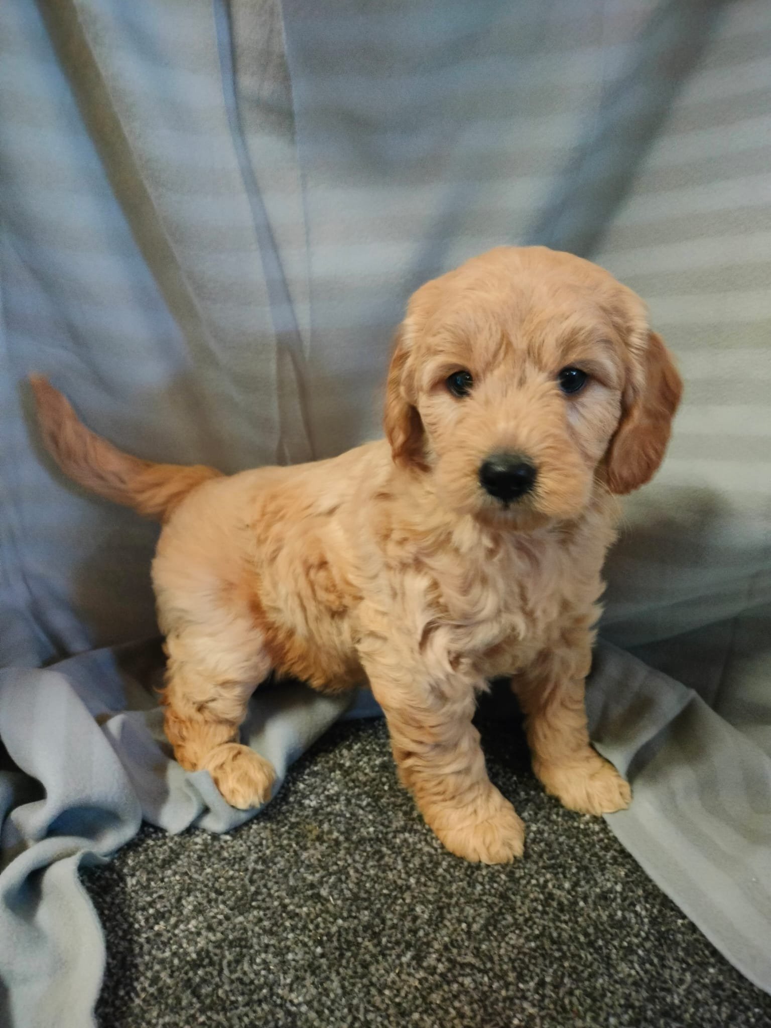 Ein kleiner, goldenfarbener Welpe mit lockigem Fell auf einem Teppich, vor einem bläulich-grauen Stoffhintergrund.