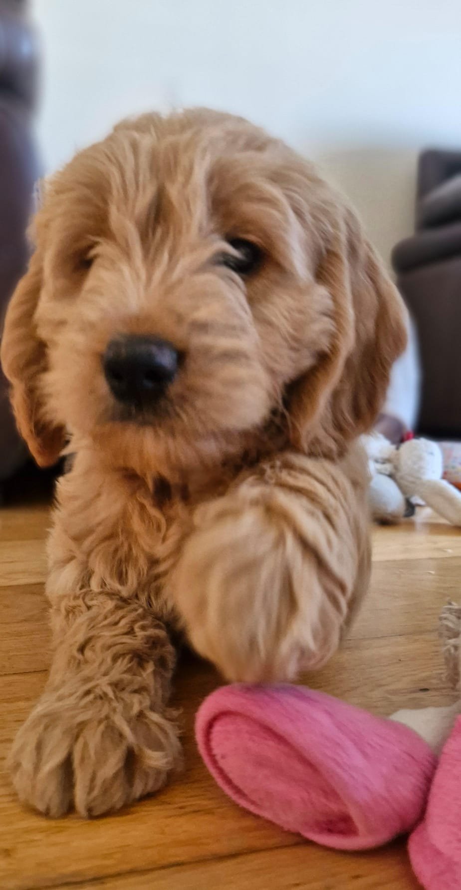 Ein niedlicher golden Retriever Welpe liegt auf einem Holzboden, mit einem rosa Stofftier in der Nähe.