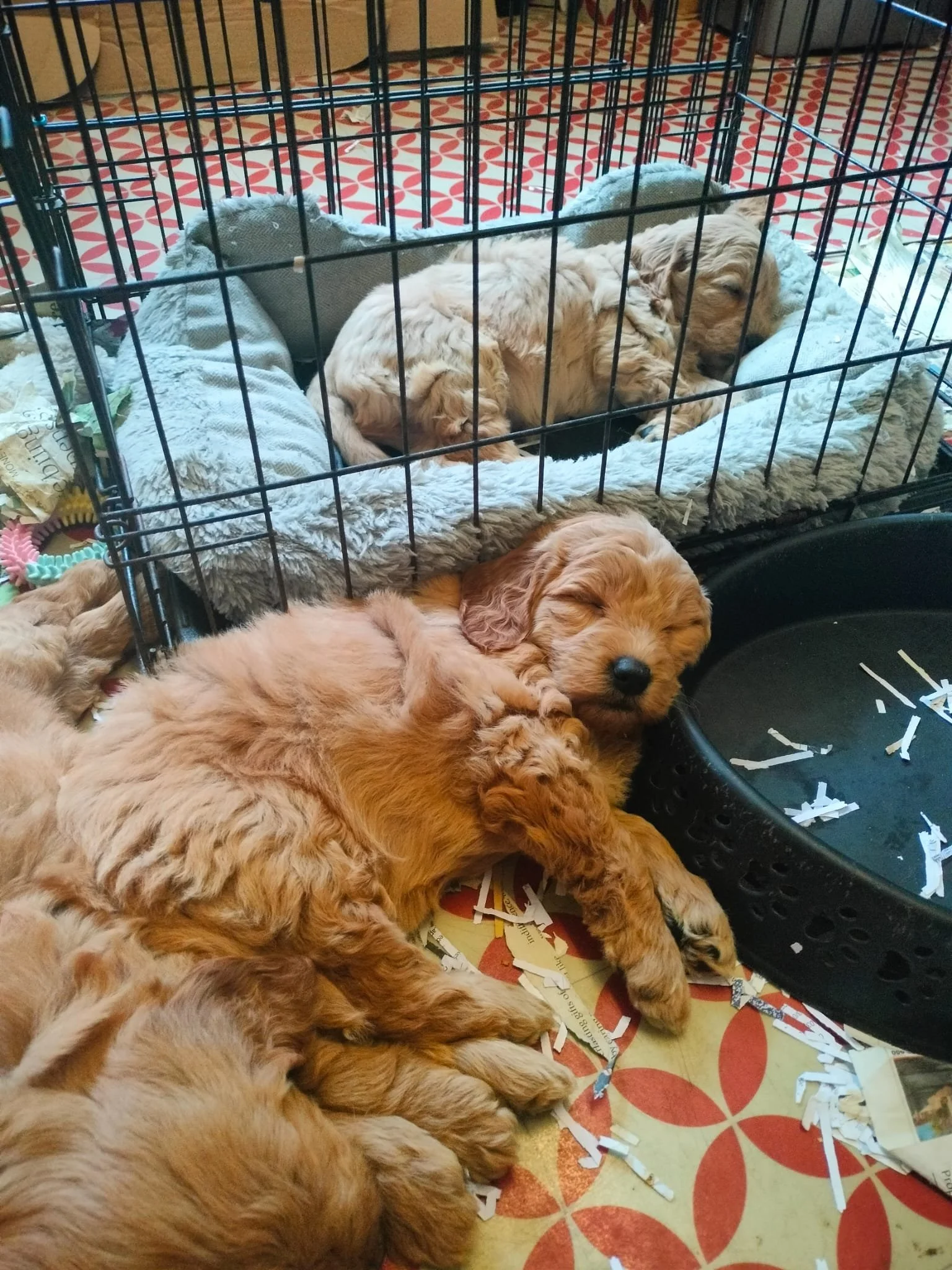Mehrere goldene Retrieverküken schlafen auf einem Boden mit Zetteln und in einem Hundekäfig auf einer weichen Decke.