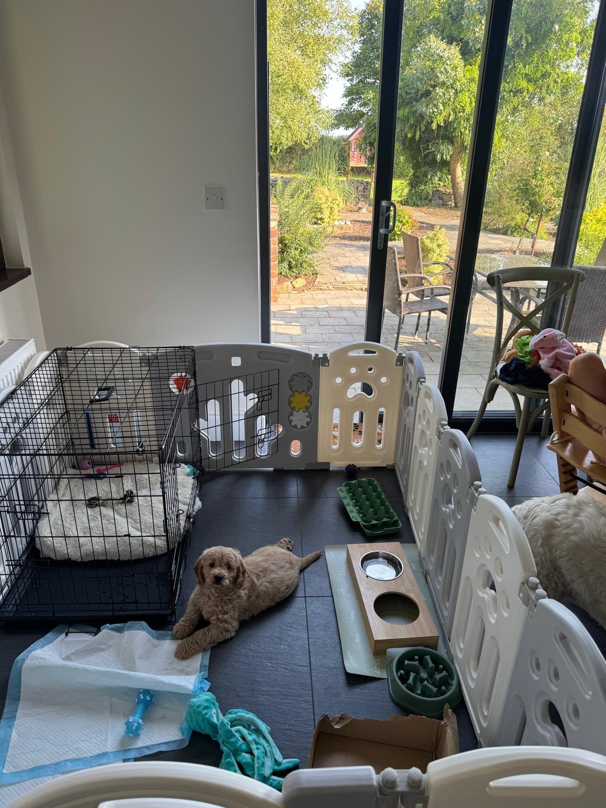 Ein Hundewelpe liegt auf dem Boden in einem Wohnzimmer, umgeben von Käfigen, Spielzeugen und Futterstellen, mit einem großen Glasfenster im Hintergrund, das eine Terrasse und einen Garten zeigt.