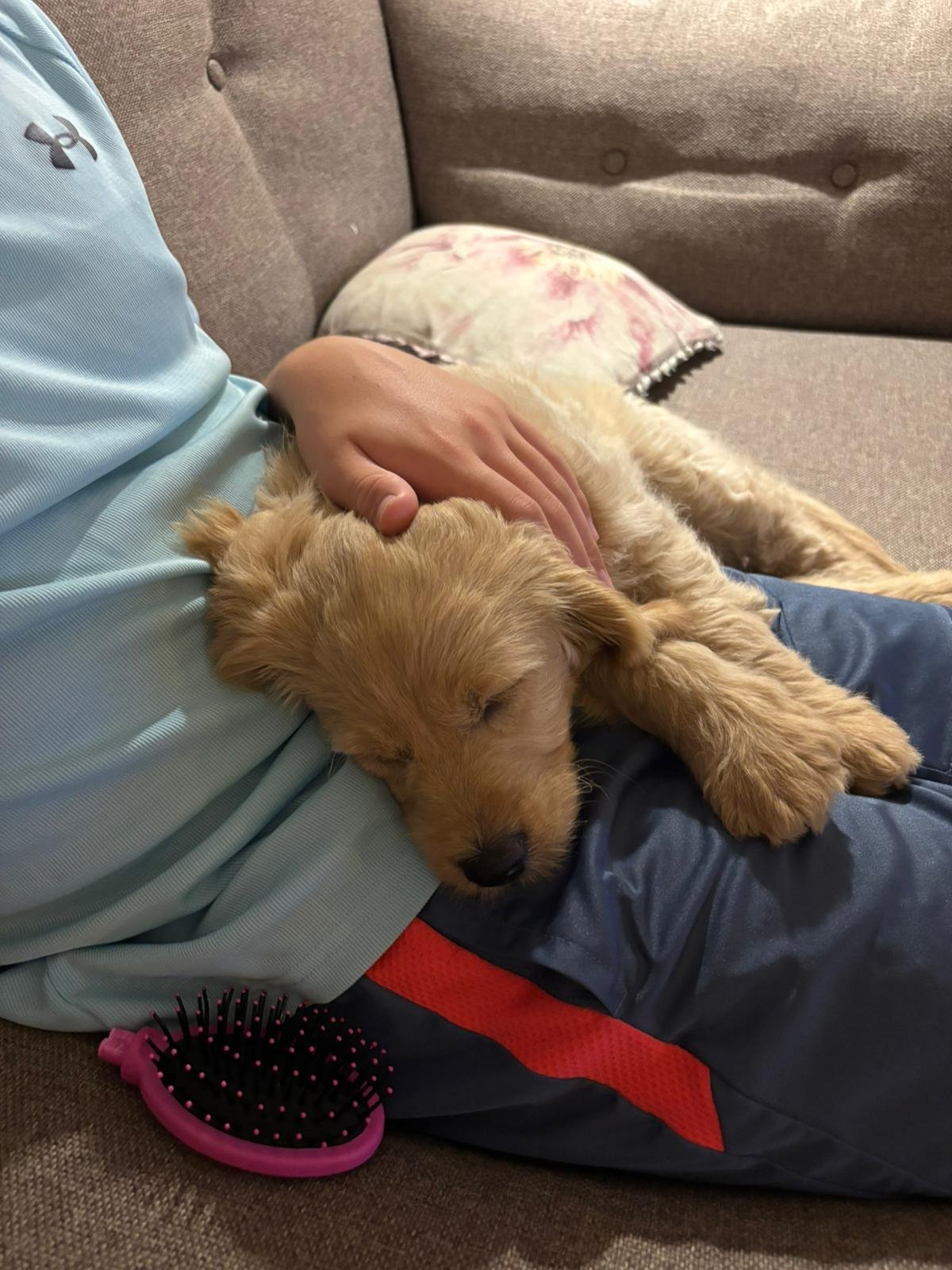 Ein kleines, goldenes Hundekind schläft auf dem Schoß eines Menschen, der auf einem grauen Sofa sitzt. Das Hundekind sieht entspannt und friedlich aus.