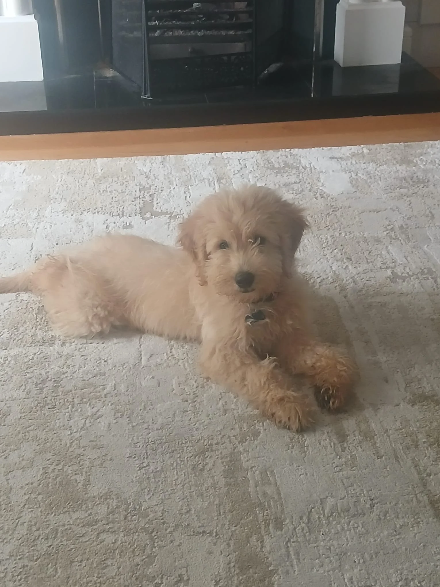 Ein kleiner, cremefarbener Hund liegt auf einem hellen, strukturierten Teppich vor einem Kamin.