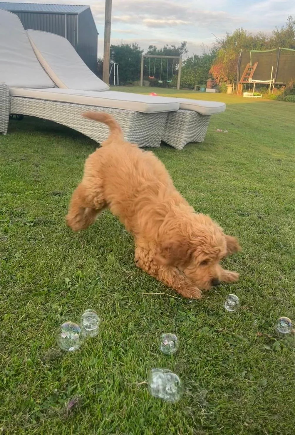 Ein Goldender Retriever Hund spielt im Garten mit Seifenblasen auf grünem Gras, im Hintergrund befindet sich eine Hängematte, ein Trampolin und ein Spielplatz.