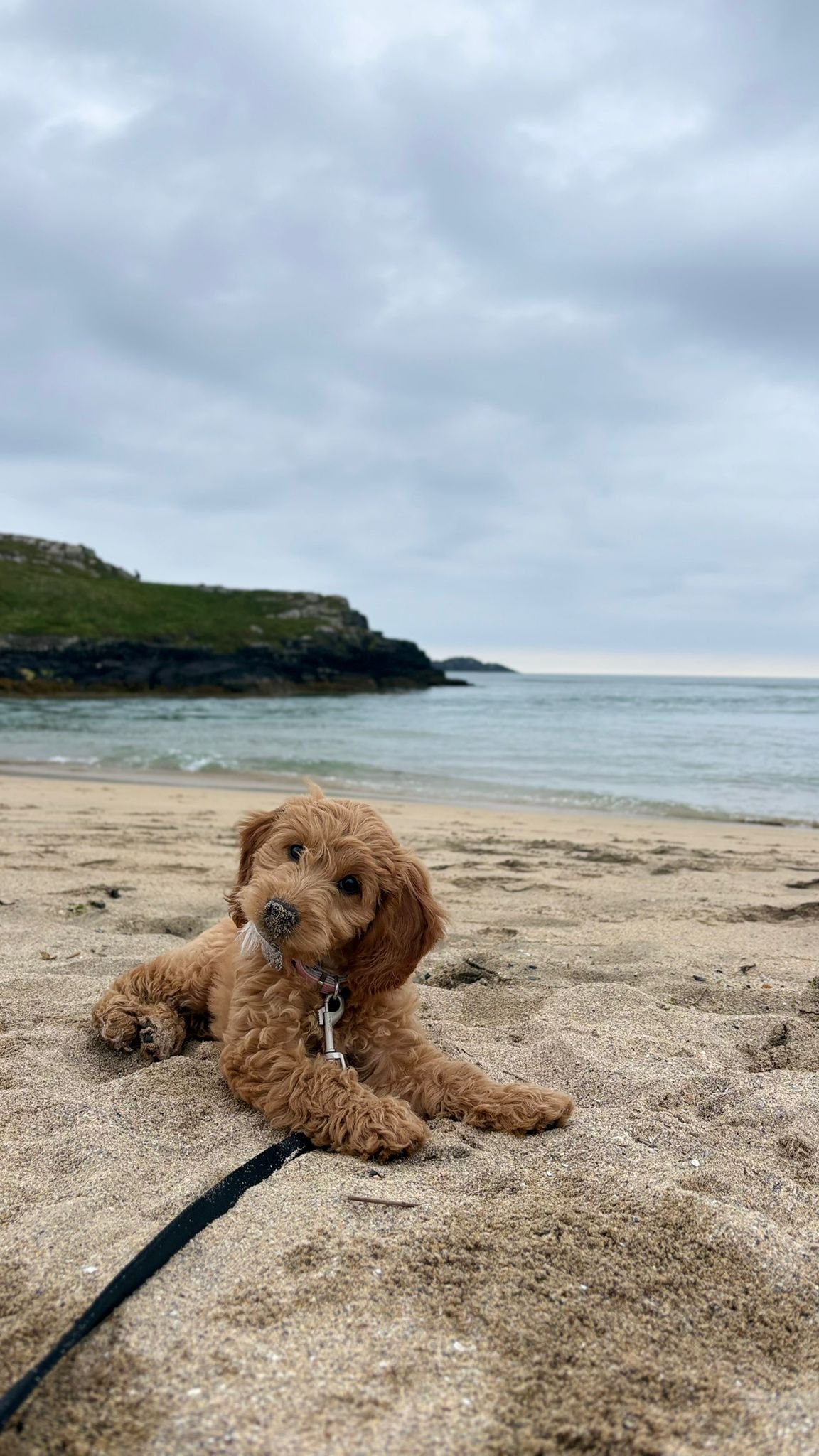 Ein niedlicher brauner Hund liegt im Sand an einem Strand, mit Wasser und Klippen im Hintergrund, an einem bewölkten Tag.