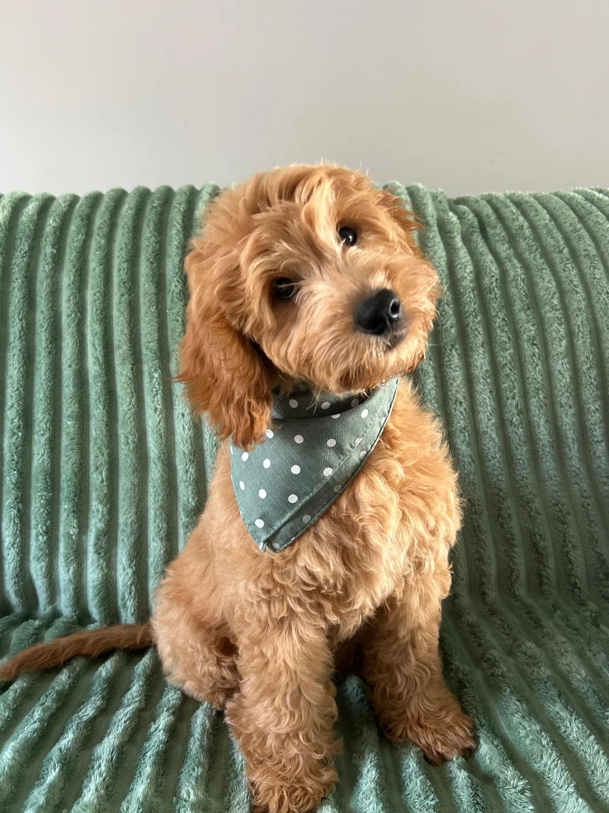 Süßer brauner Hund mit Lockenfell sitzt auf einem grünen Gestreiften Sofa, trägt ein graues Halsband mit weißen Punkten.