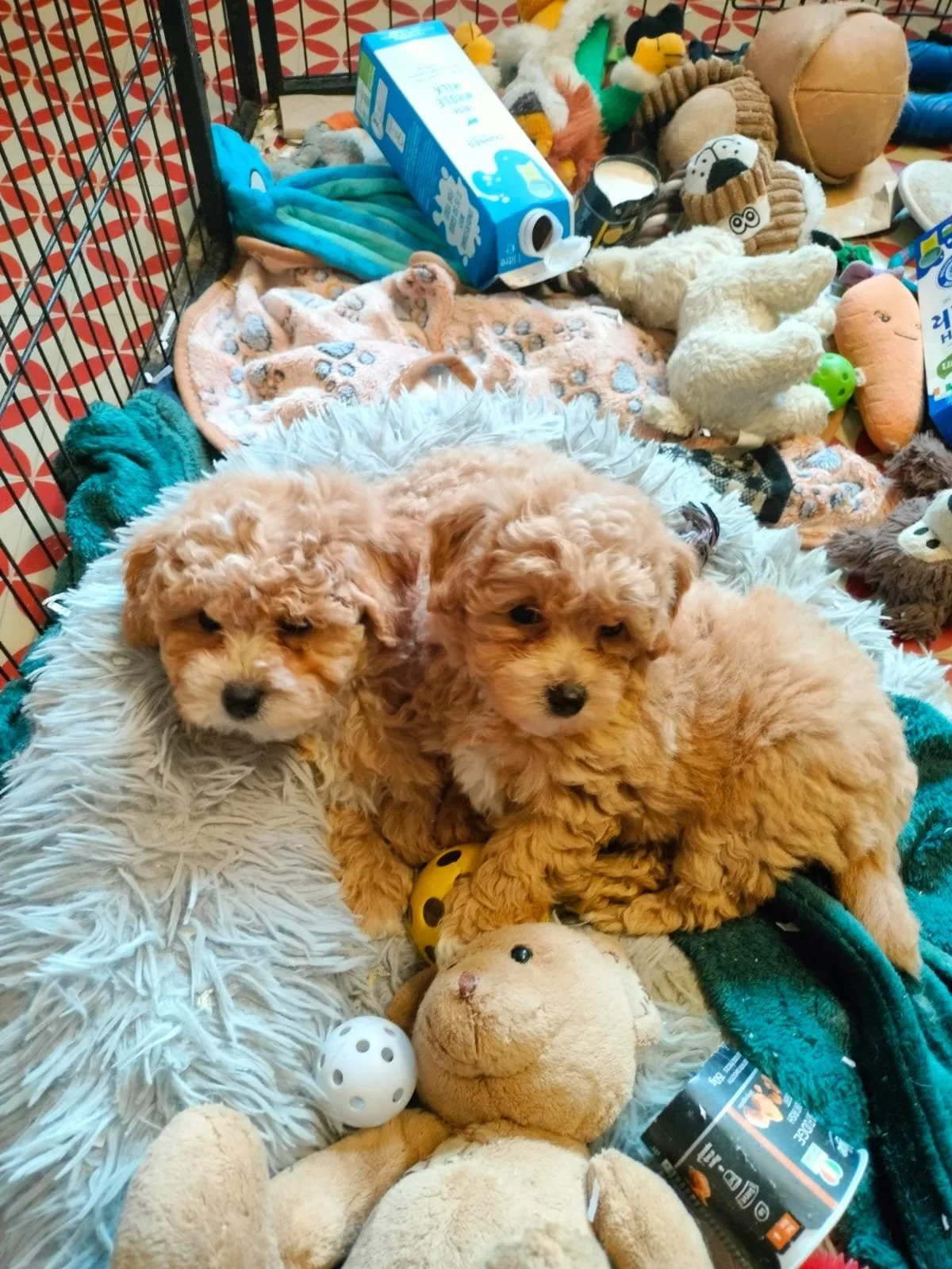 Zwei kleine Pullover im Innern eines Käfigs, umgeben von Spielzeugen und Plüschtiere, darunter ein Hund und ein Hamster.