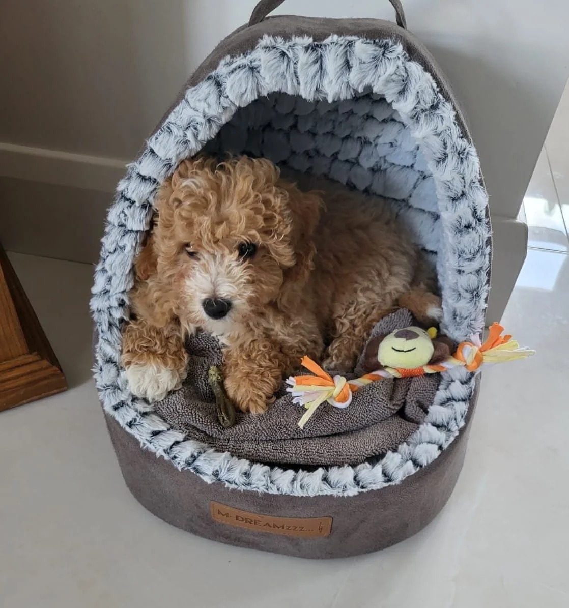 Ein niedlicher, lockiger Welpe liegt in einem gemütlichen, kuscheligen Hundebett. Der Welpe hält ein Spielzeug in der Pfote, ein kleines Stofftier mit einem lachenden Gesicht.