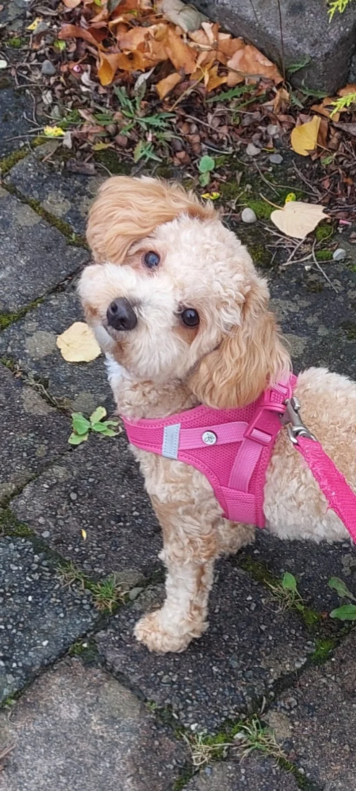 Ein niedlicher kleiner Hund mit lockigem Fell und braunen Ohren trägt ein pinkes Geschirr und sitzt auf einem gepflasterten Weg, umgeben von Herbstblättern und kleinen Pflanzen.