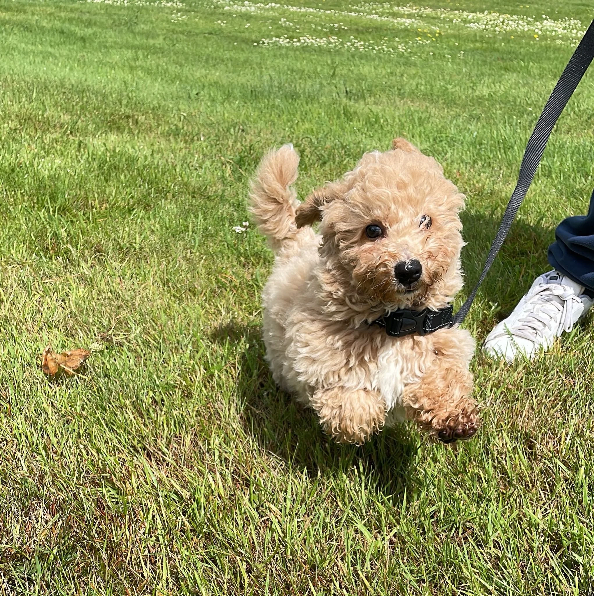 Kleiner, lockiger Hund auf grünem Rasen, an der Leine, mit einem Menschen, dessen Bein und Schuh sichtbar sind.