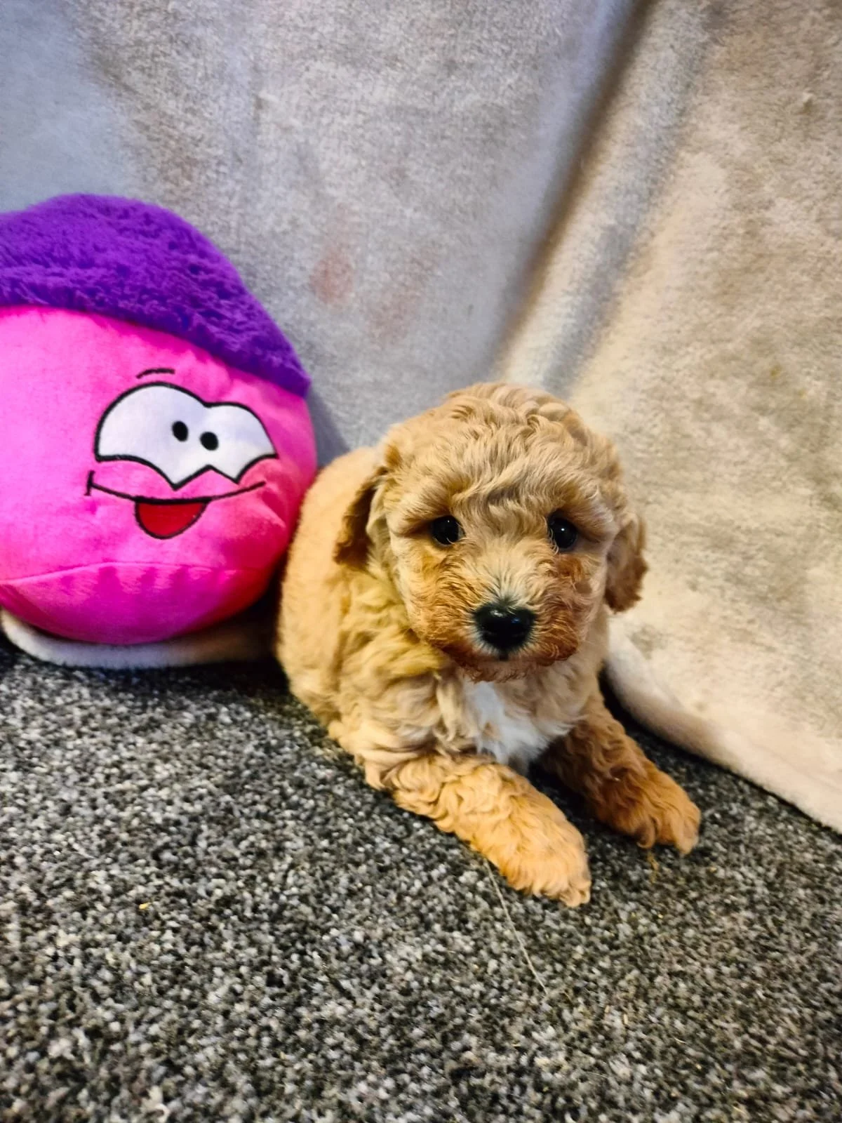 Ein kleiner, wuscheliger Hundewelpe neben einem pink-lila Plüschball mit Gesicht.