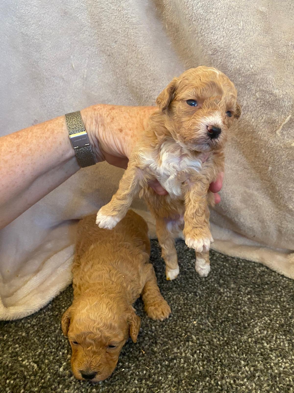 Zwei kleine, braune Welpen, einer wird gehalten, der andere liegt auf dem Boden.