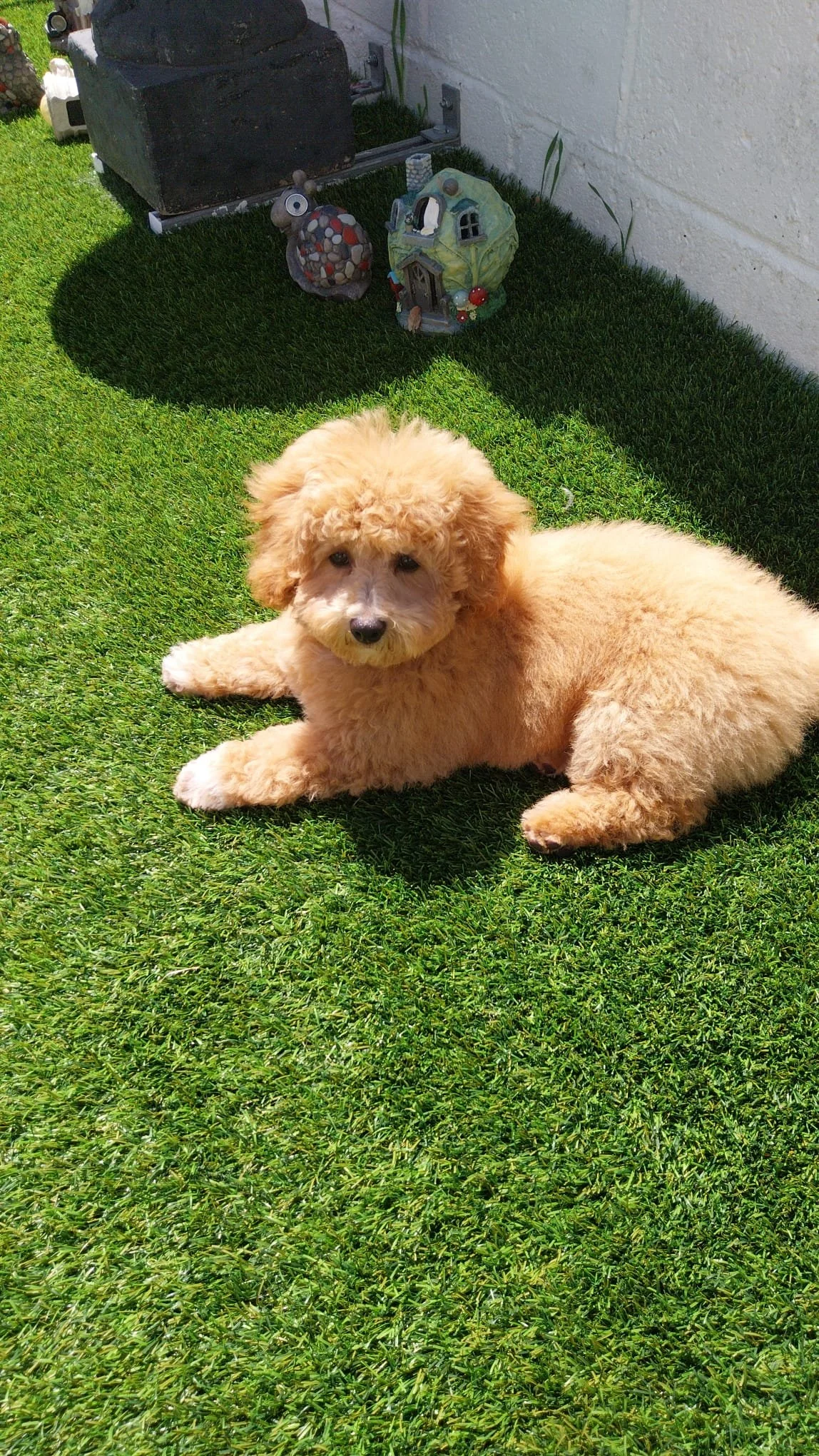 Ein niedlicher, goldbrauner Hund liegt auf grünem Rasen in der Sonne, neben einer weißen Steinmauer, im Hintergrund sind Gartendekorationen zu sehen.