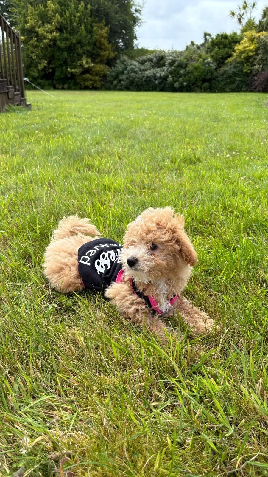 Hübscher, lockiger Welpe liegt auf einer grünen Wiese im Garten, trägt ein schwarzes T-Shirt mit weißen Buchstaben, pinkes Halsband, bei bewölktem Himmel.