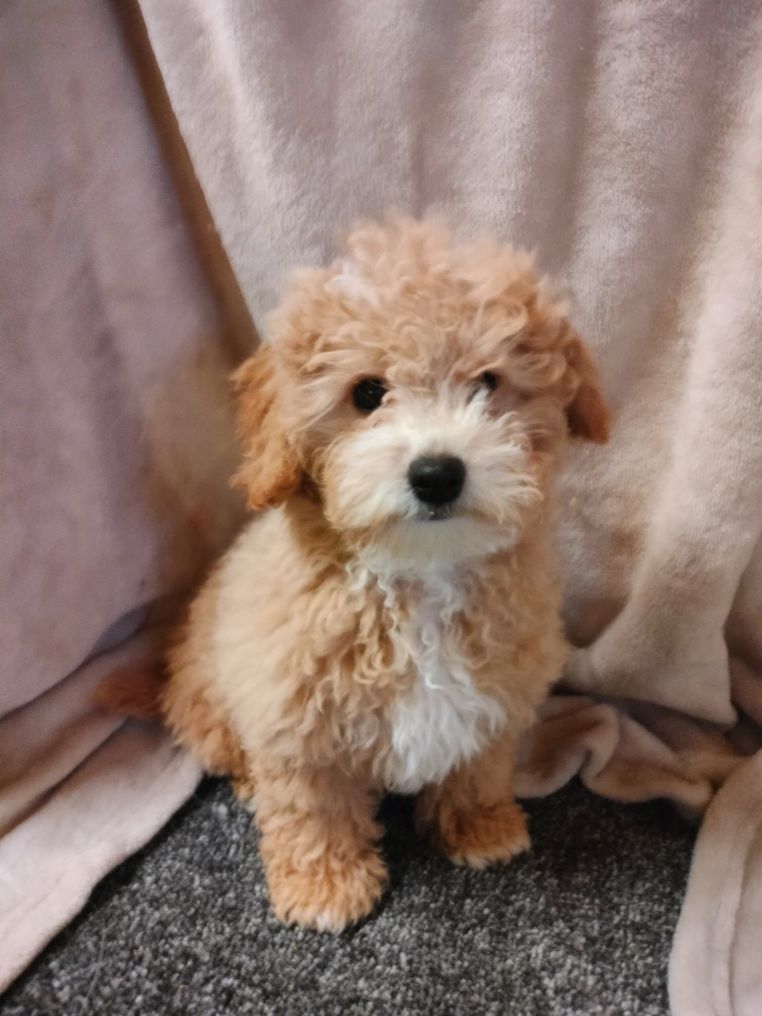 Ein niedlicher, kleiner, lockiger Hund, vermutlich ein Labradoodle, sitzt auf einem grauen Teppich vor einem beige-blumigen Hintergrund.