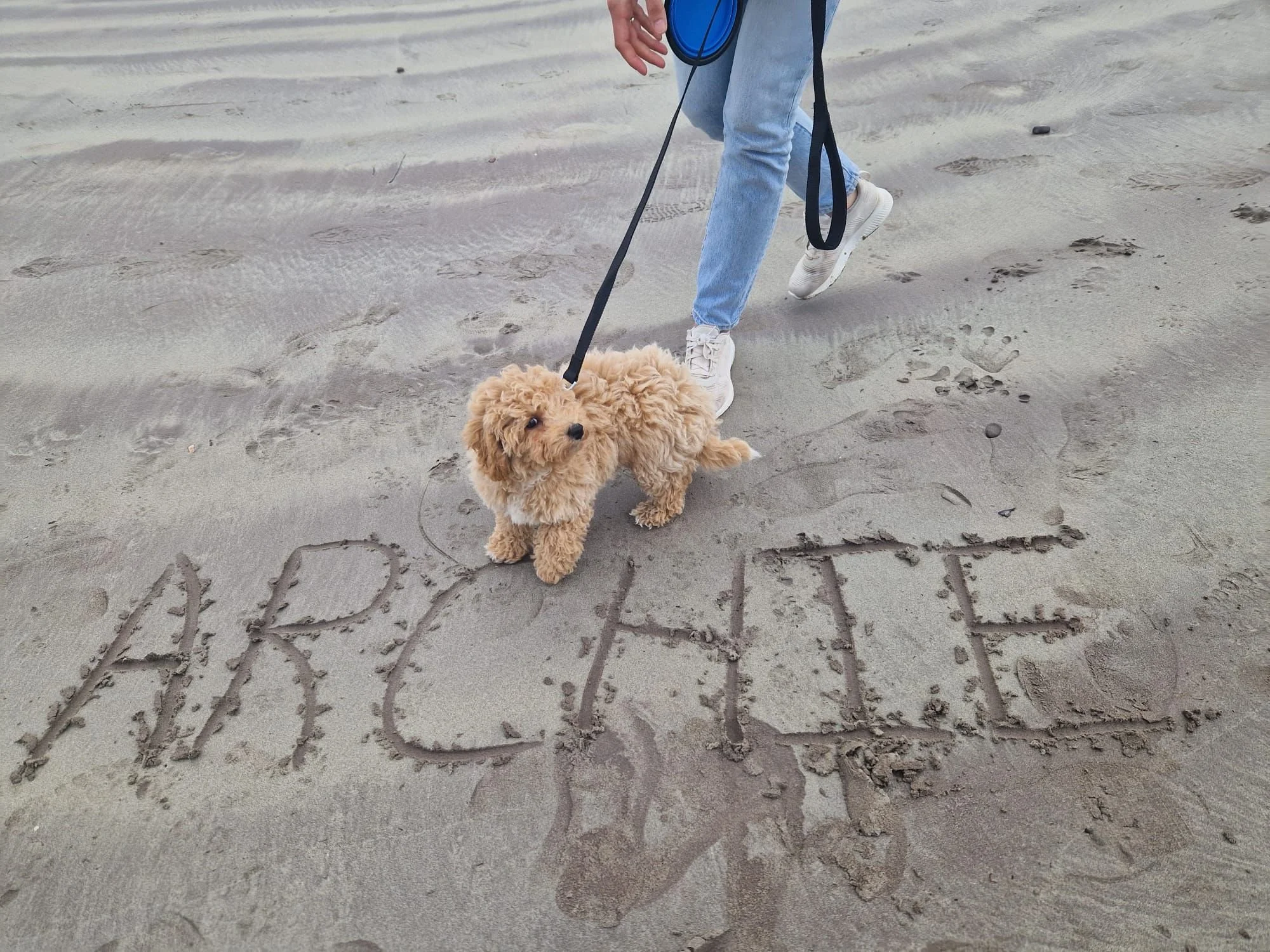 Ein kleiner, wolliger Hund auf einem Sandstrand mit dem Wort 'ART' im Sand geschrieben.