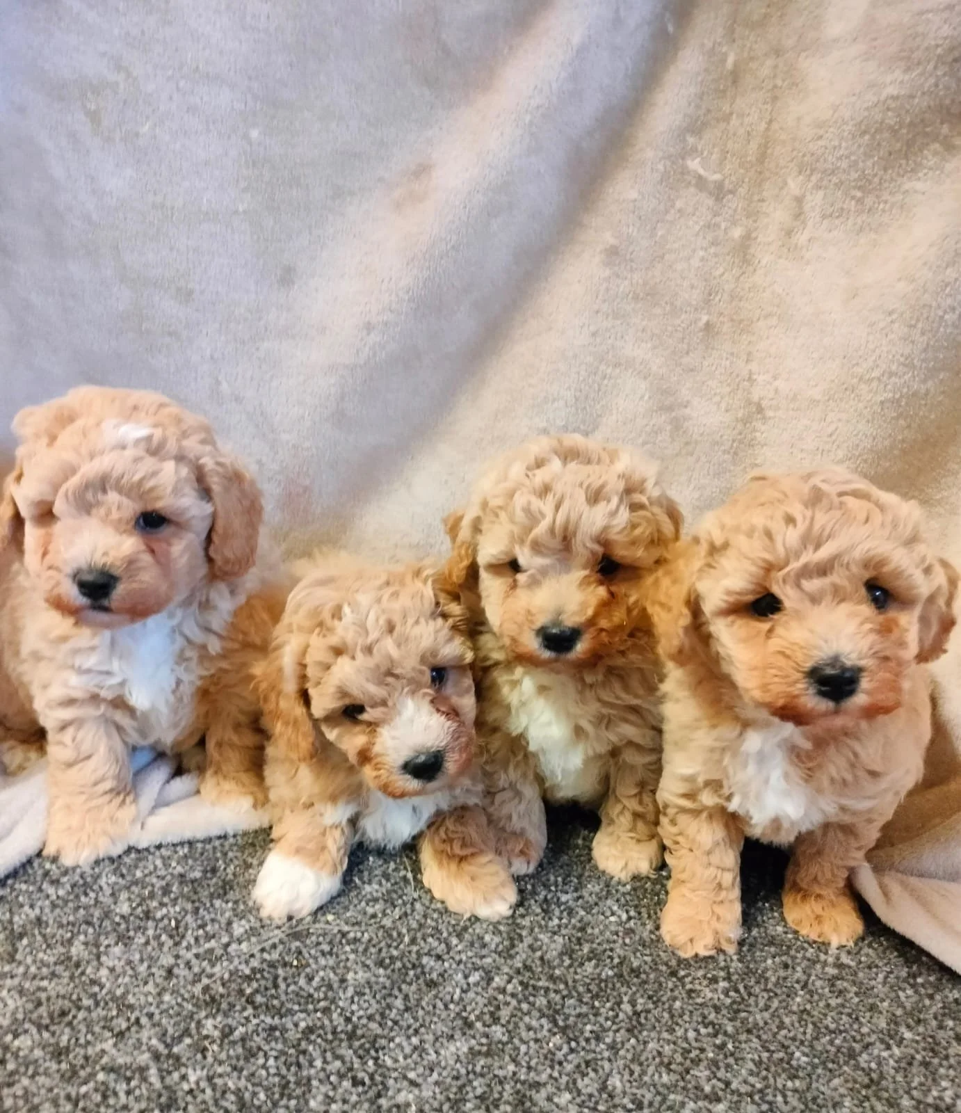 Fünf kleine, gelockte, beigefarbene Welpen sitzen auf einem grauen Teppich vor einem hellen Hintergrund.