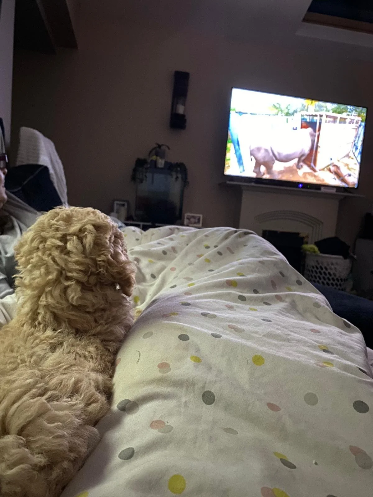 Ein Hund schaut fernsehen, während eine Person neben ihm im Bett liegt. Das Fernsehbild zeigt ein Tier in einem Gehege und die Umgebung ist gemütlich mit dunkler Wand und verschiedenen Dekorationsgegenständen.