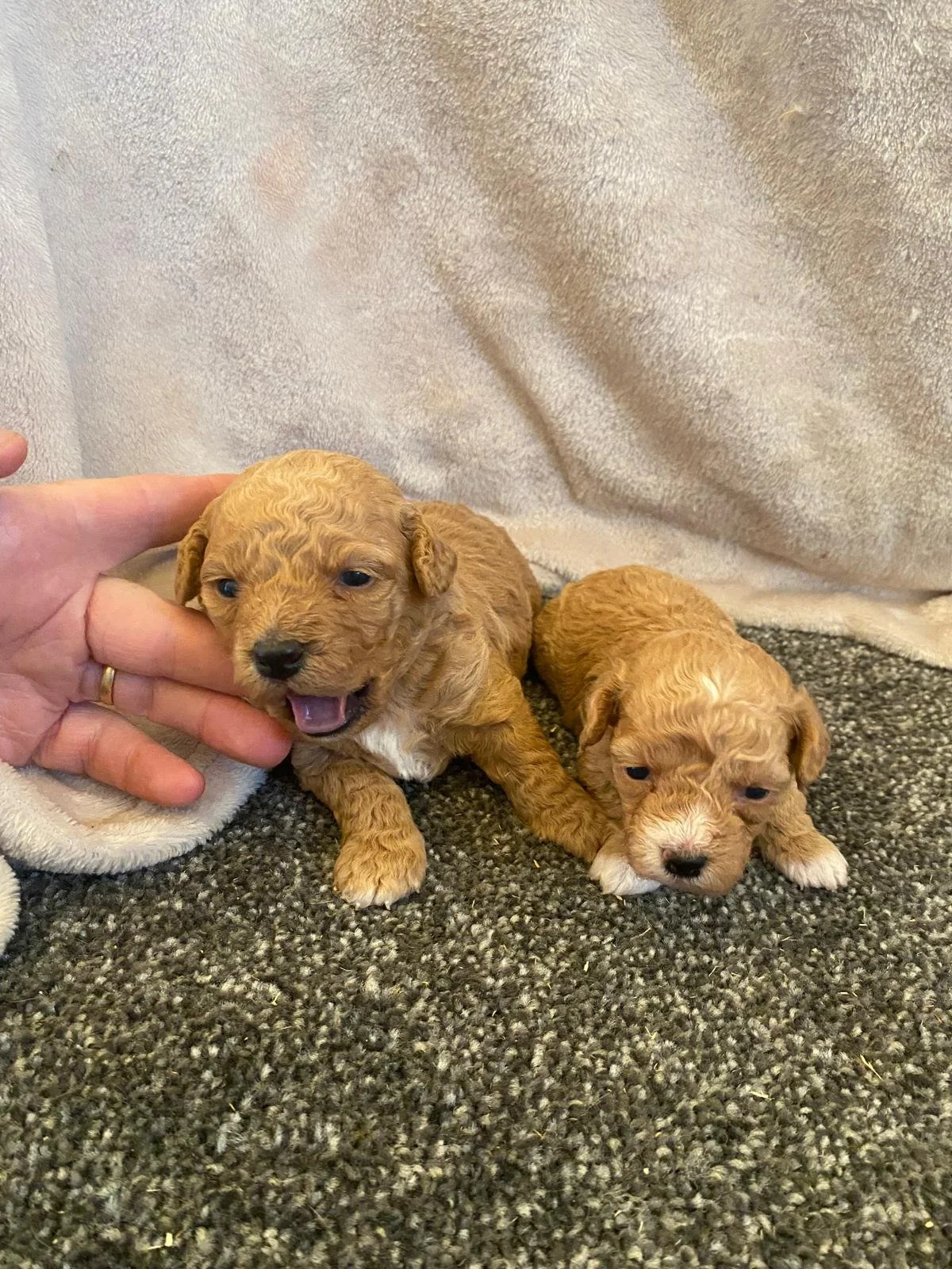 Zwei kleine, lockige, braune Welpen liegen auf einer schwarzen, körnigen Oberfläche vor einem hellen, flauschigen Hintergrund. Eine Hand streichelt den linken Welpen.