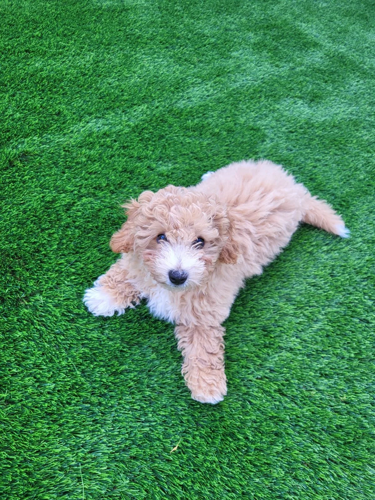 Ein niedlicher, lockiger, cremefarbener Welpe liegt auf grüner Rasenfläche und schaut zur Kamera.