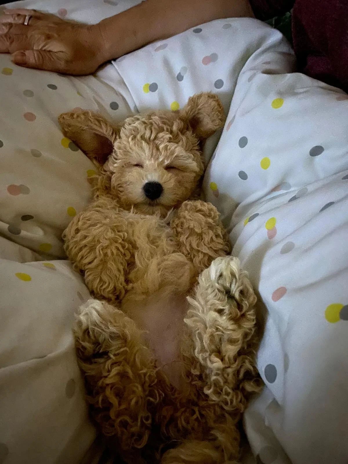 Kleiner, lockiger, brauner Hund liegt entspannt auf einem Bett mit weißen Bettbezügen mit bunten Punkten.