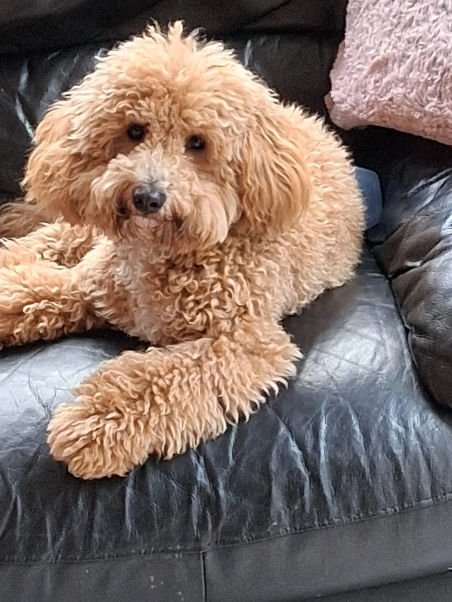 Ein lockiger, brauner Hund liegt auf einem schwarzen Ledersofa, schaut direkt in die Kamera.