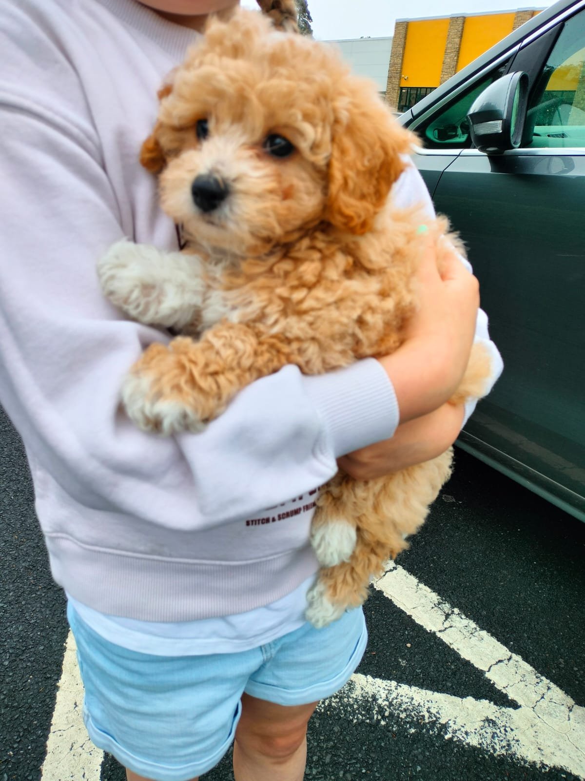 Person hält einen niedlichen, wolligen, braunen und weißen Hund in den Armen in einem Parkhaus.