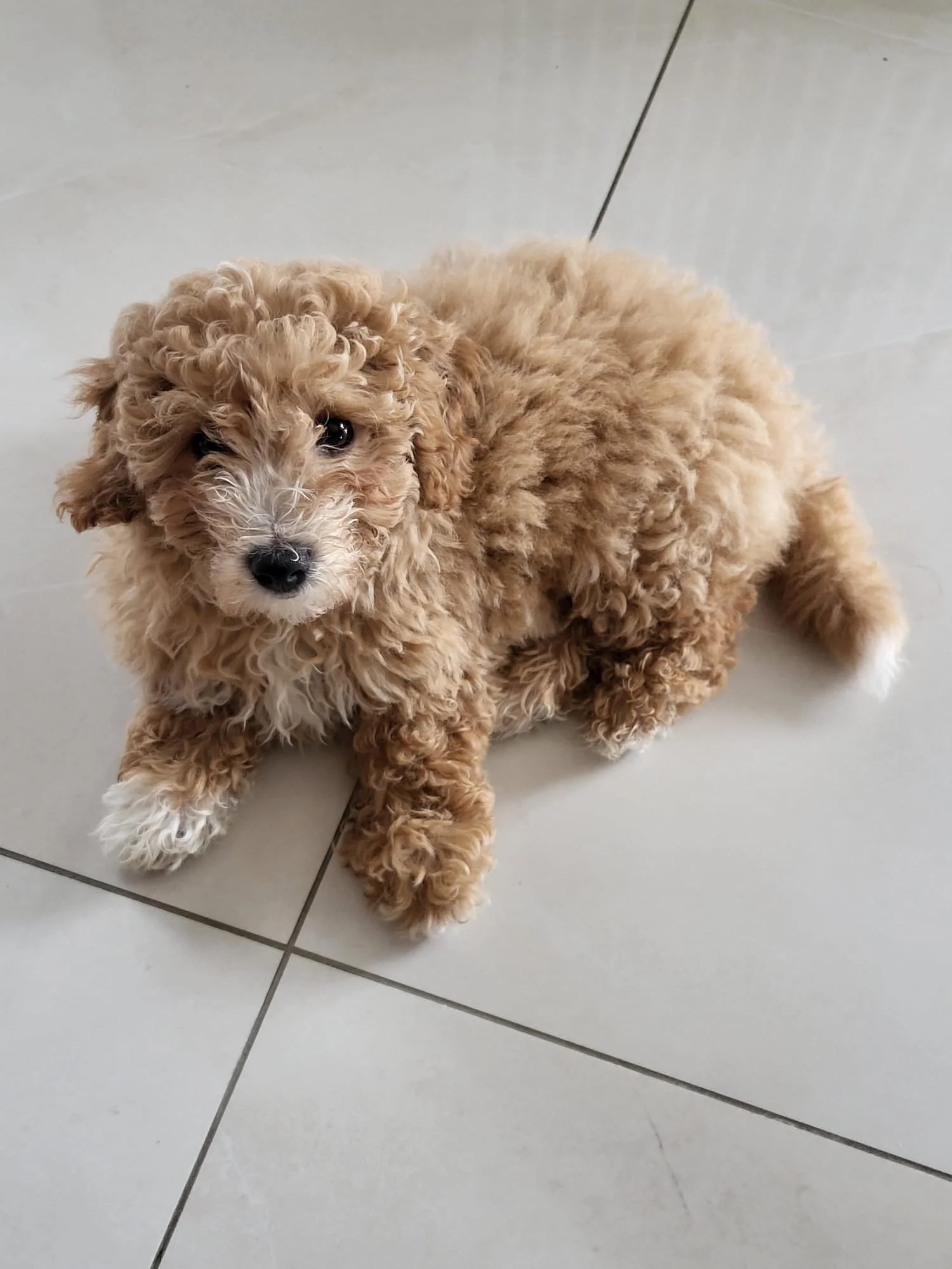 Ein niedlicher, lockiger, brauner Welpe liegt auf einem hellgrauen Fliesenboden.