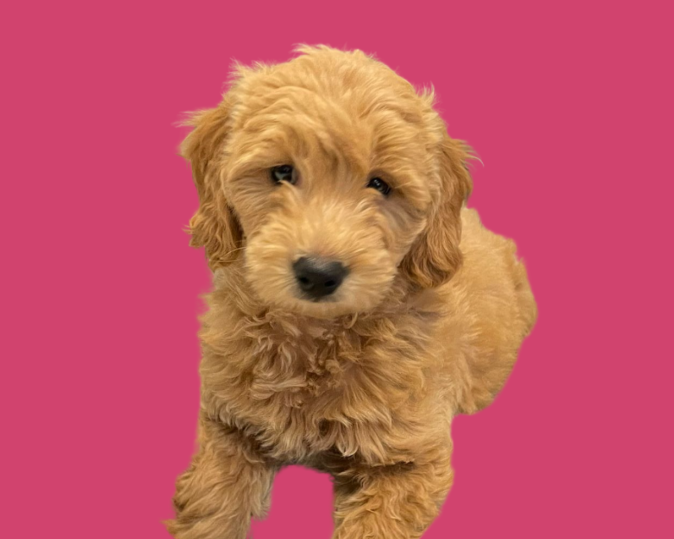 Süßer goldener Welpe mit lockigem Fell auf pinkem Hintergrund.