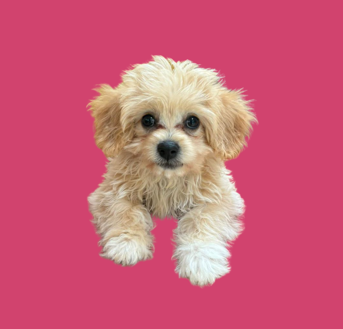 Niedlicher kleiner Hund mit lockigem, cremefarbenem Fell vor pinkem Hintergrund.