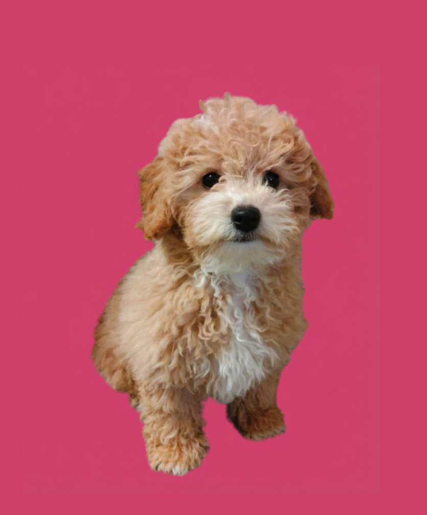 Ein niedlicher, lockiger, wolliger Welpe mit braun-weißer Fellfarbe vor pinkem Hintergrund.