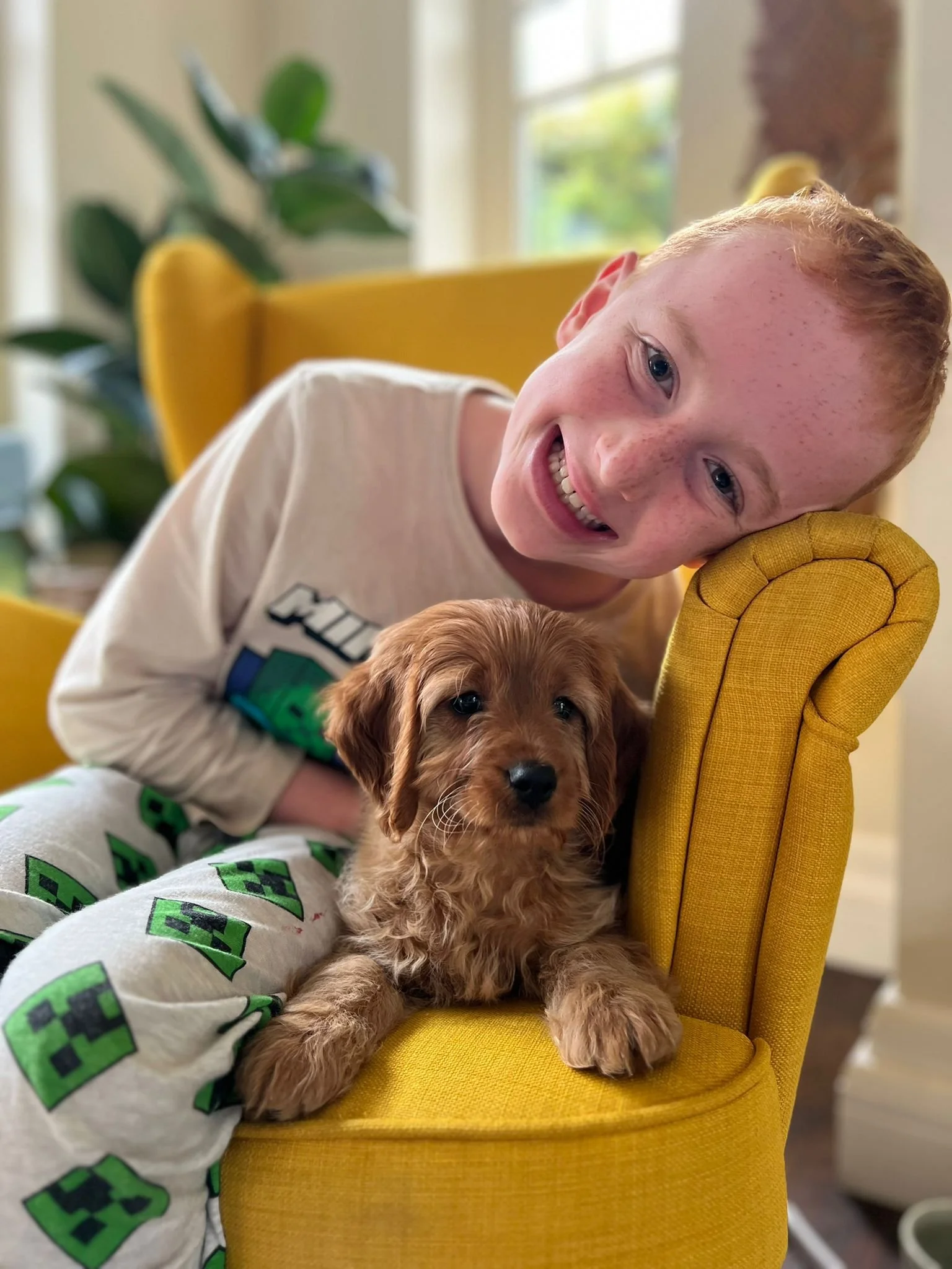 Thank you Sandra, I just transferred ownership online there awhile ago. Aw he is a dream pup today, Travelled so well back and finding his feet around the place very quickly. ❤️ (Cavapoo)