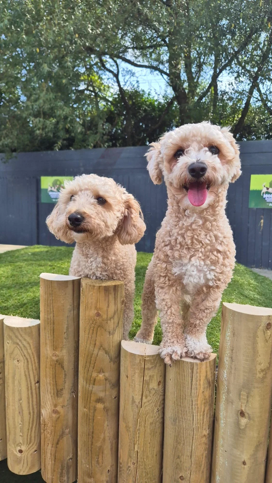 He’s doing great. He’s on the right and Ollie ( we got him off you too 3 years ago) is on the left. They’re great buddies (Poochon)