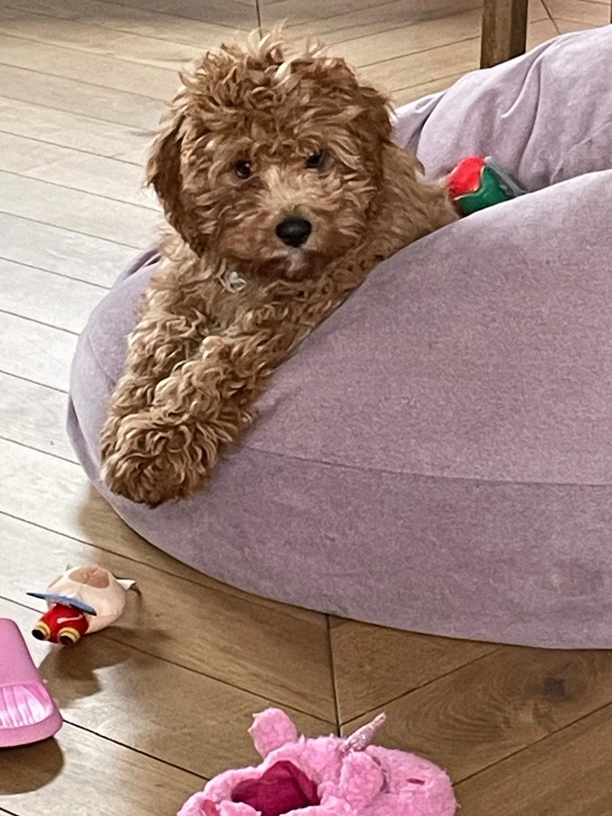 He is a great little fella has settled in really well.  We are all mad about him😍😍 thanks again (Cavapoo)