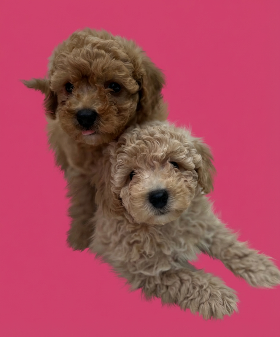 Zwei kleine, lockige Welpen vor pinkem Hintergrund, einer schaut direkt, der andere hat den Kopf leicht seitlich geneigt.