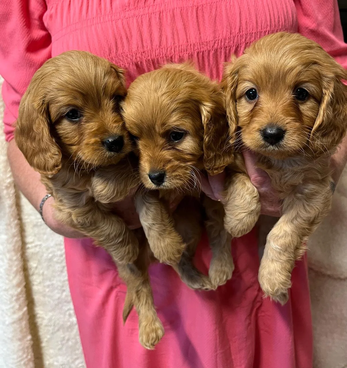 Drei kleine braune Welpen mit langen Ohren, die von einer Person gehalten werden.