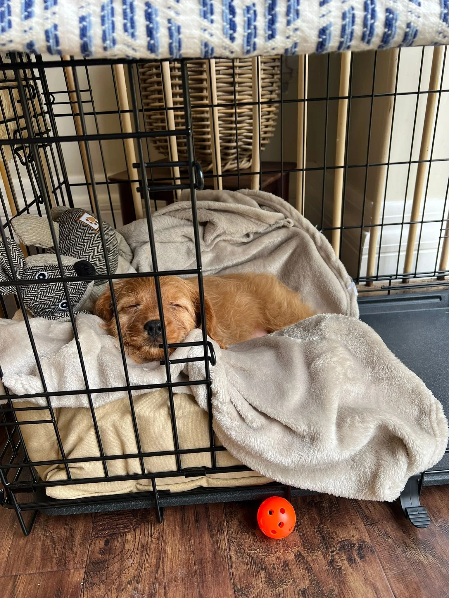 Ein brauner Welpe schläft in einer Hundebox auf einem weichen, cremefarbenen Kissen, mit einem kleinen orangefarbenen Spielball vor der Verpackung auf dem Holzfußboden.